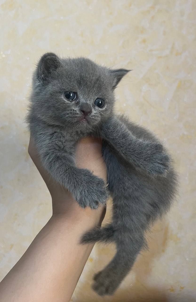 котята скоттиш фолд и страйт