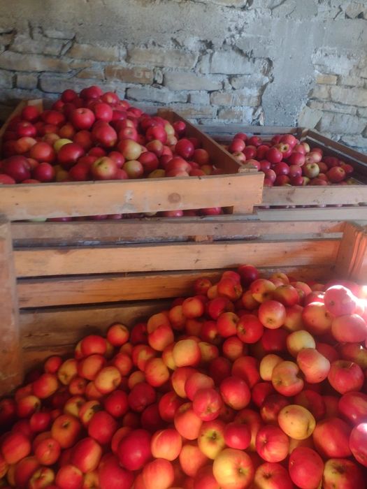 Vand mere, tuica de pruna