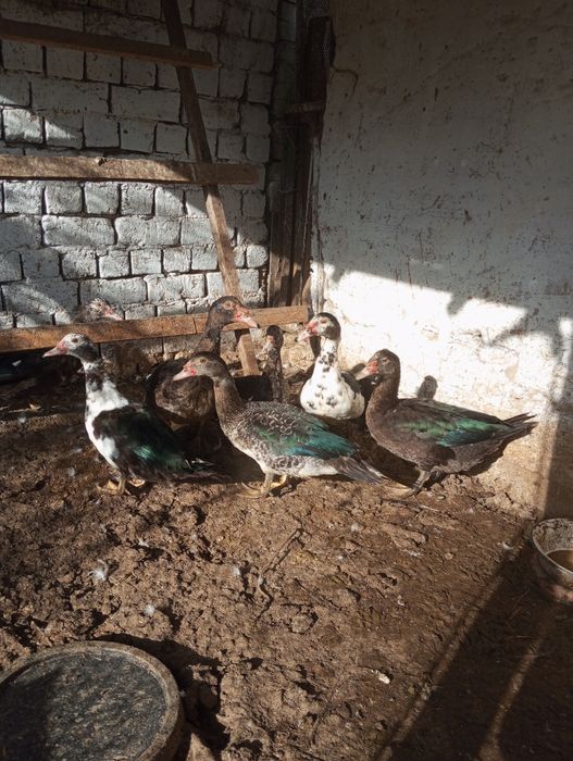 Индоутки домашнее