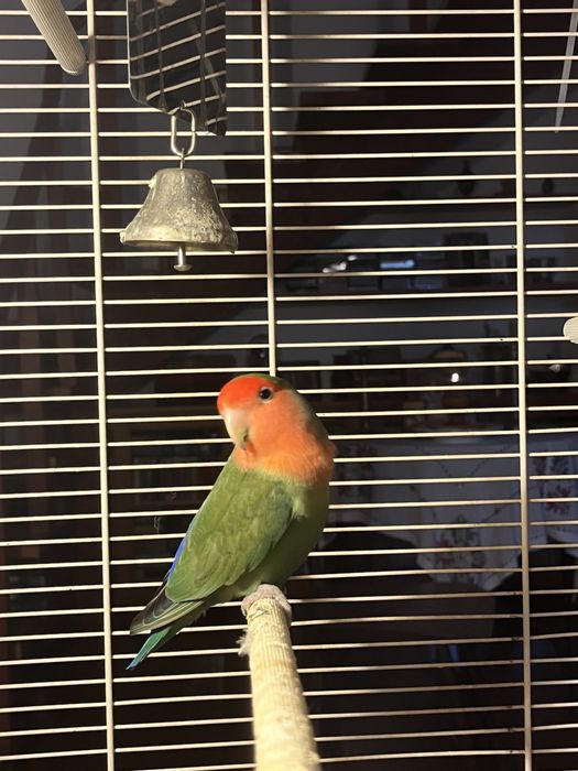 Vand Pui Papagal Agapornis