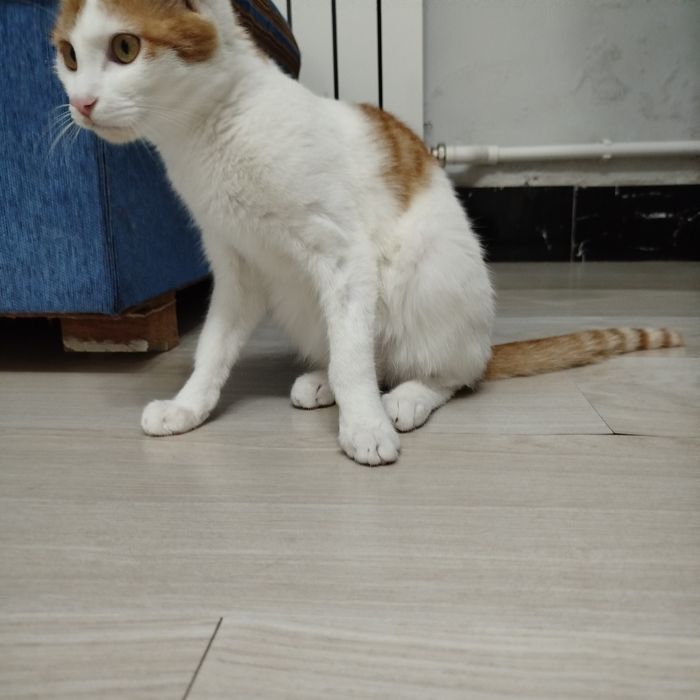 Рыжий котенок ищет любящий дом