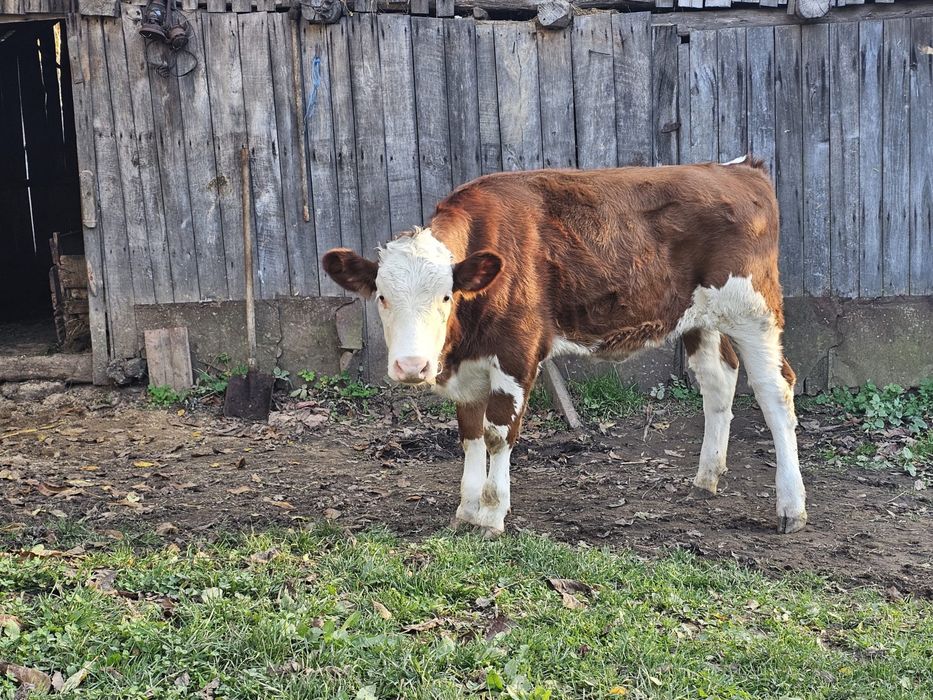 Vand vitea baltata romaneasca