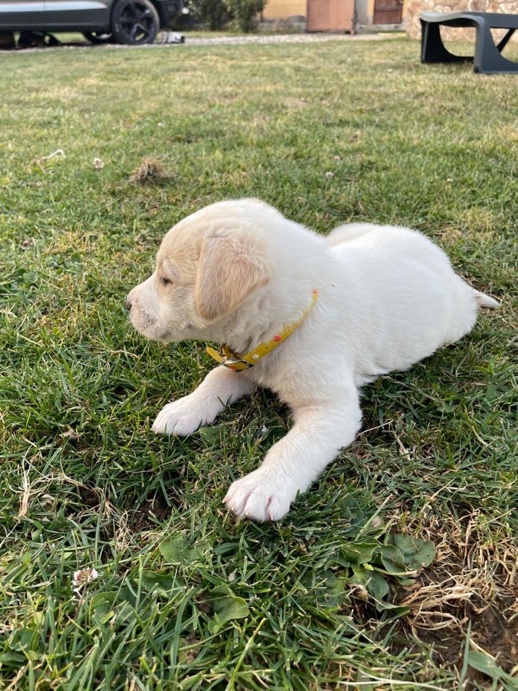 Labrador  golden