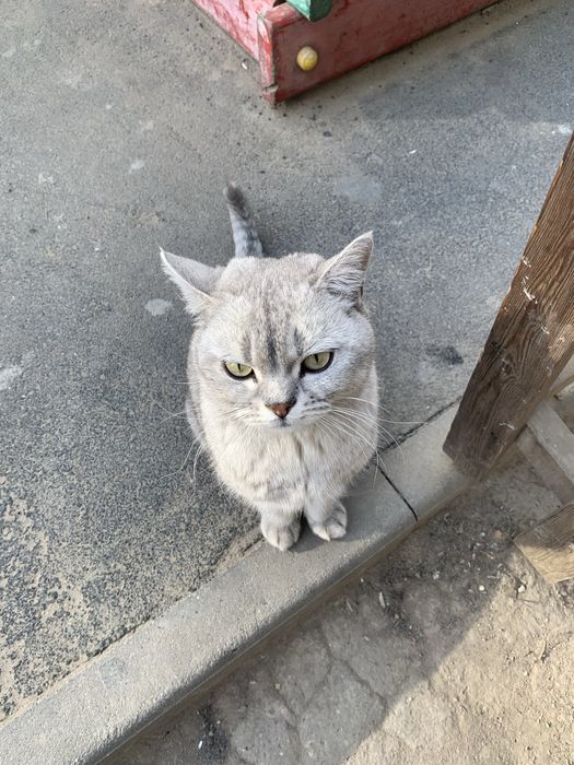 Кот в добрые руки