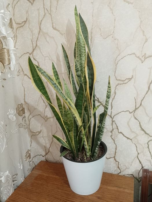 Цветок "Сансевиерия Лауренти"
