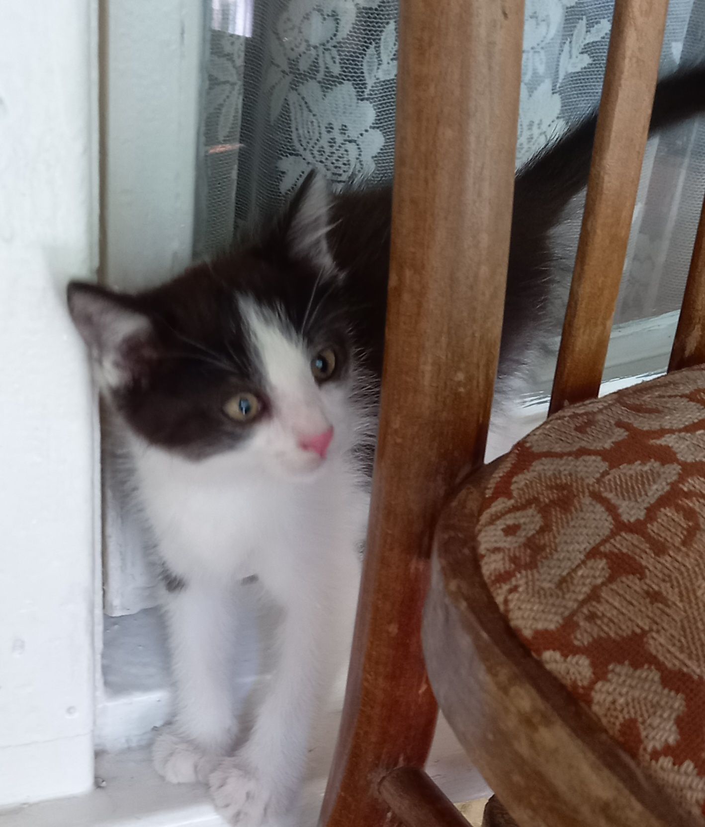 котёнок  бесплатно