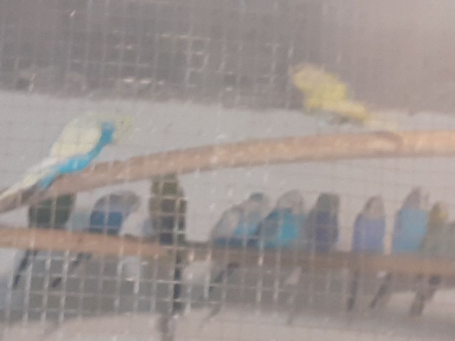 Crescator vand perusi diverse varietati pui și maturi reproducatori.