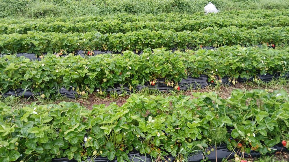 Разсад ягоди холандски и италянски сортове