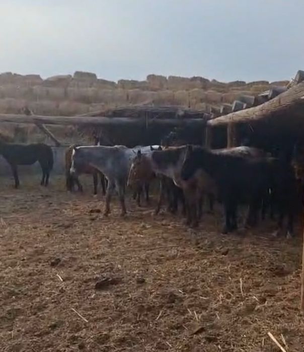 6 бас жабағы сатылады