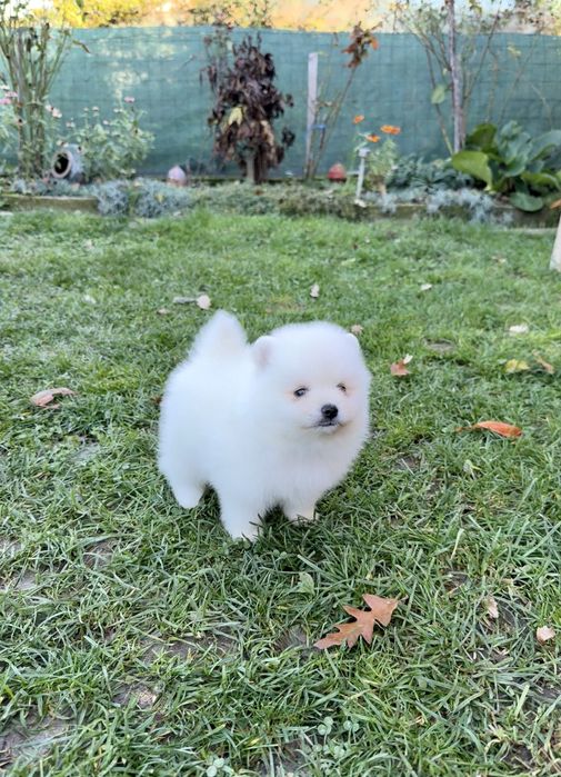 Померан мини момче със втора ваксина.Померанче