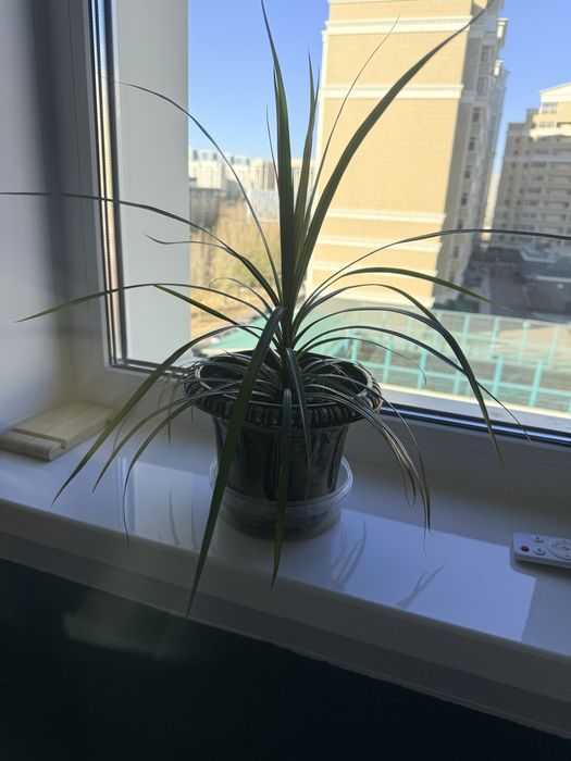 Продам цветок в горшке