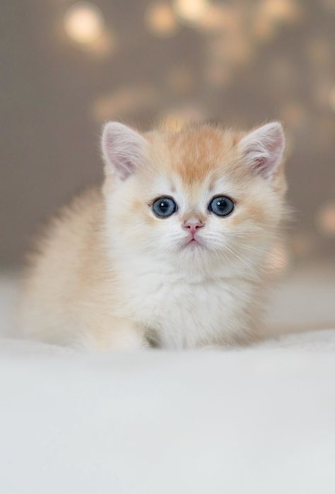 Британская золотая шиншилла