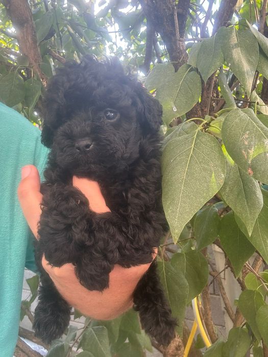 Caniche -Pudel toy cu carnet