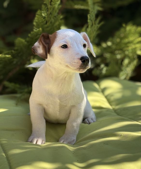 Джак Ръсел Териер