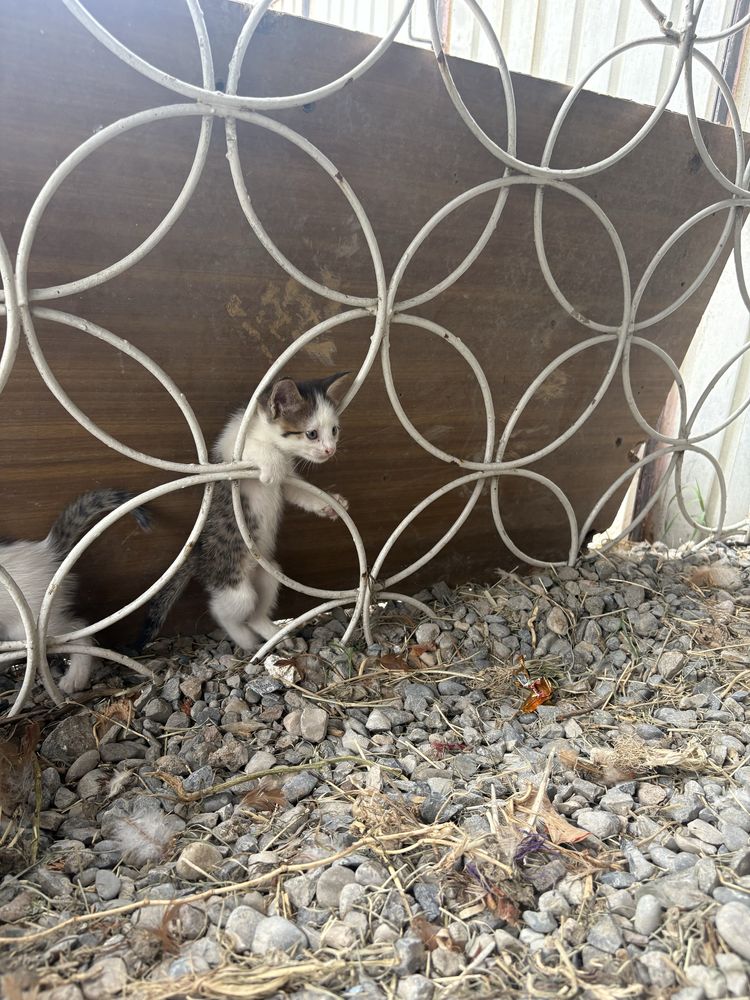 Отдам котят в хорошие руки