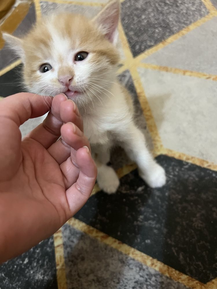 Котята отдам даром