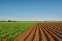 Vand teren arabil Smeeni - 5 hectare / o singura parcela.