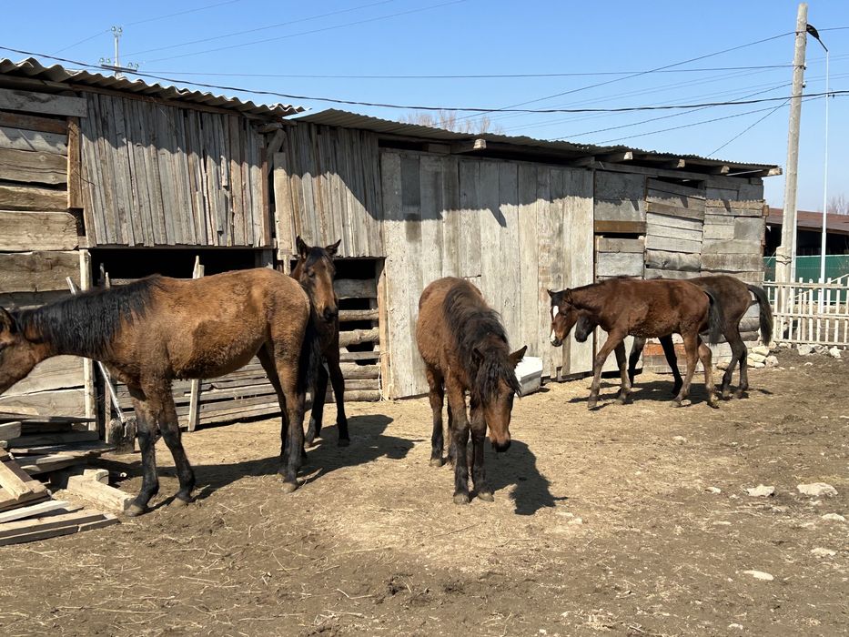 Тайлар сатылады 5 тай, ургашы бесеуиде