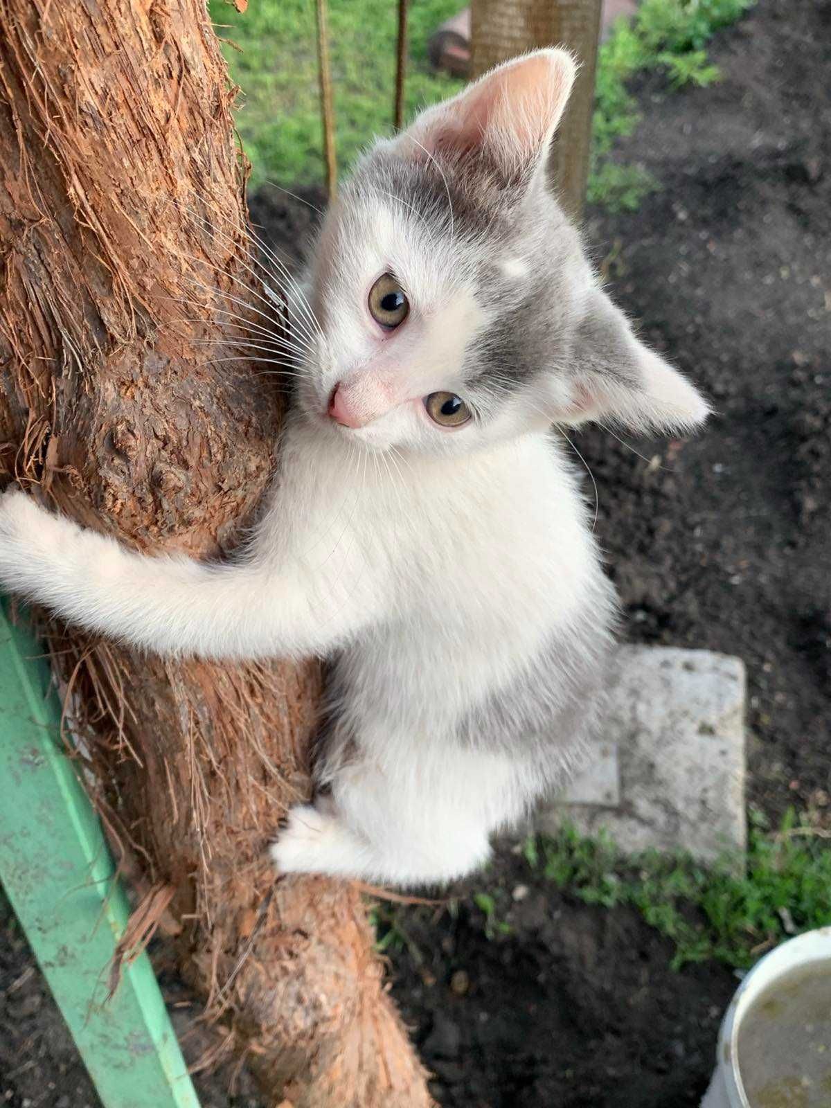 Подарявам малки котета