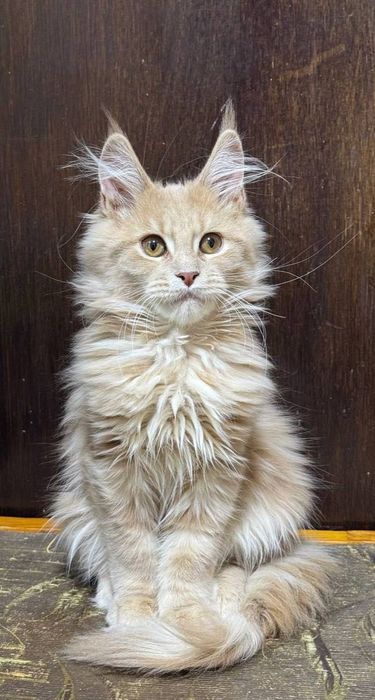 Шикарный мальчик Мейнкун