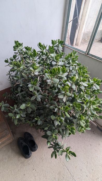 Dollar gul 20 yillik