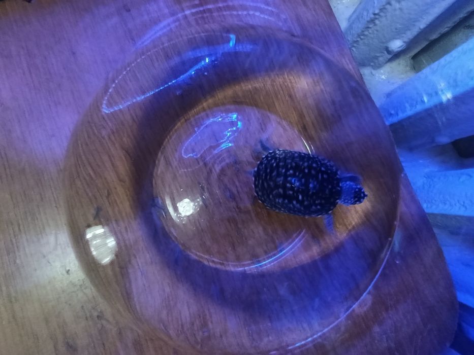 Akvarium Baliqlari bilan sotiladi