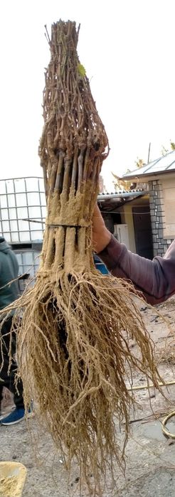 Vând butasi vita de vie