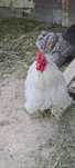 Perechi cochinchina