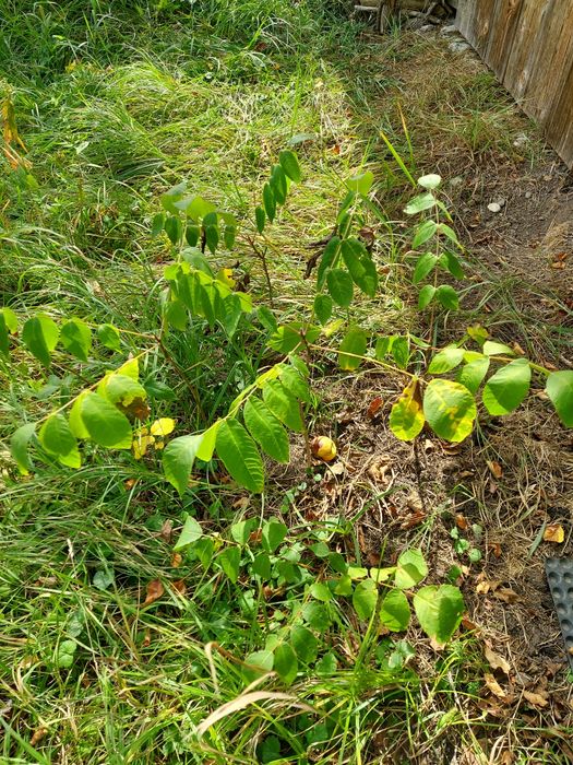 Puiet nuc negru american Juglas Nigra (Black Wallnut)
