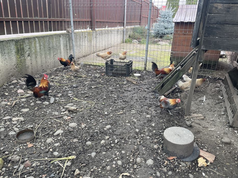 Gainuse Pitic Olandez