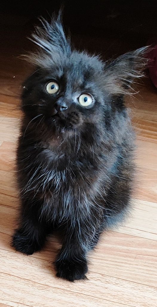 Котёнок ищет любящего хозяина