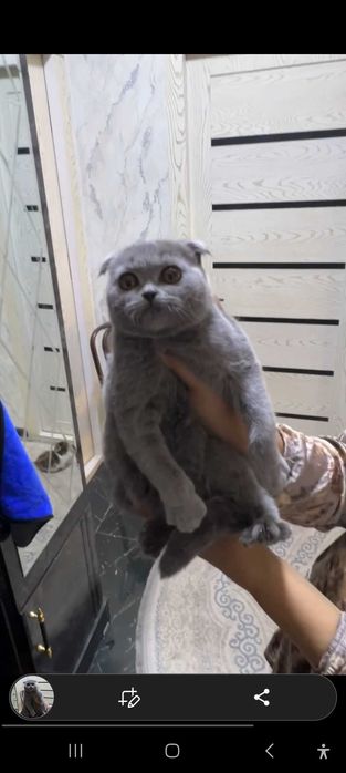 Skotish fold arzon narxda