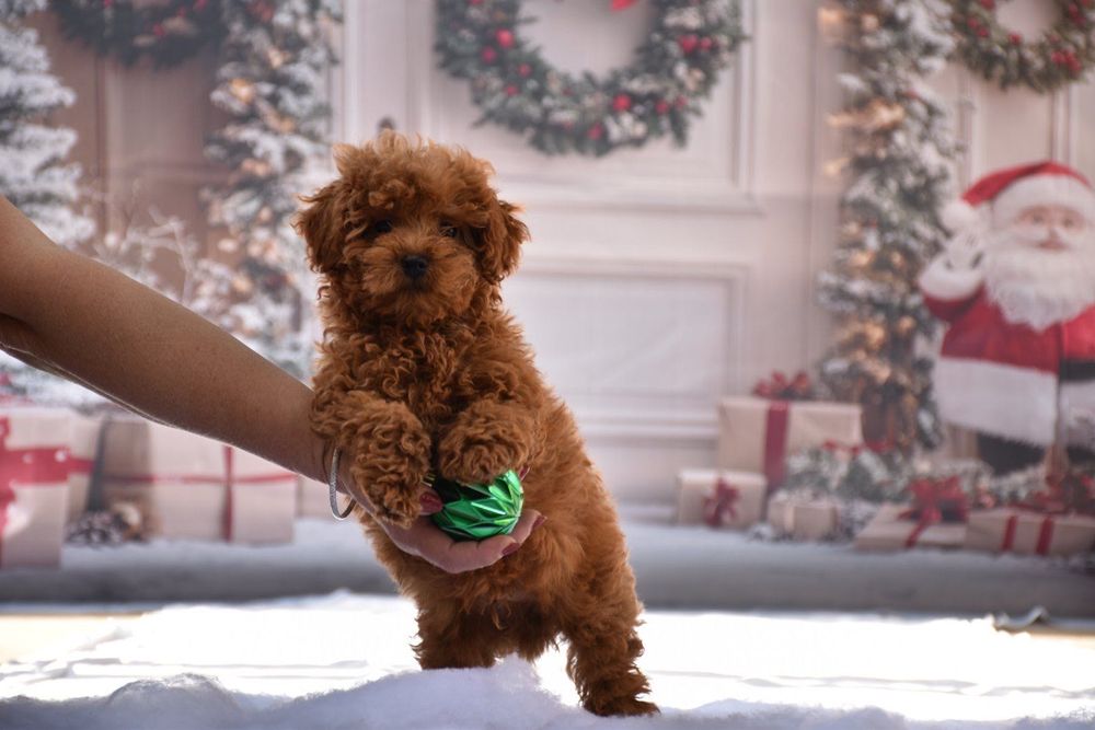 Той пудел (Toy poodle)