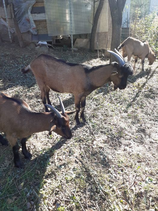 Vand tapisor de 8 luni