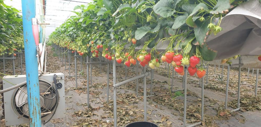 Рассада/кочат клубнини Соль-Хянг ( Юж.Корея)