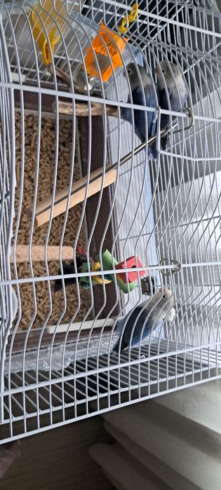 Papagali Agapornis 3