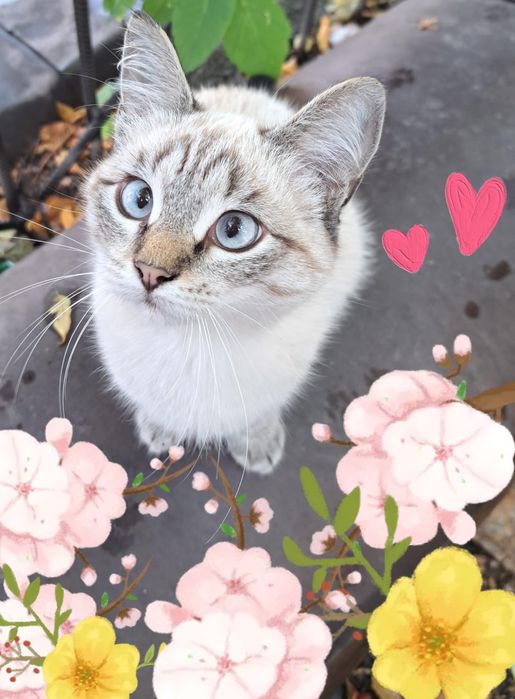 Котенок мальчик 4месяца
