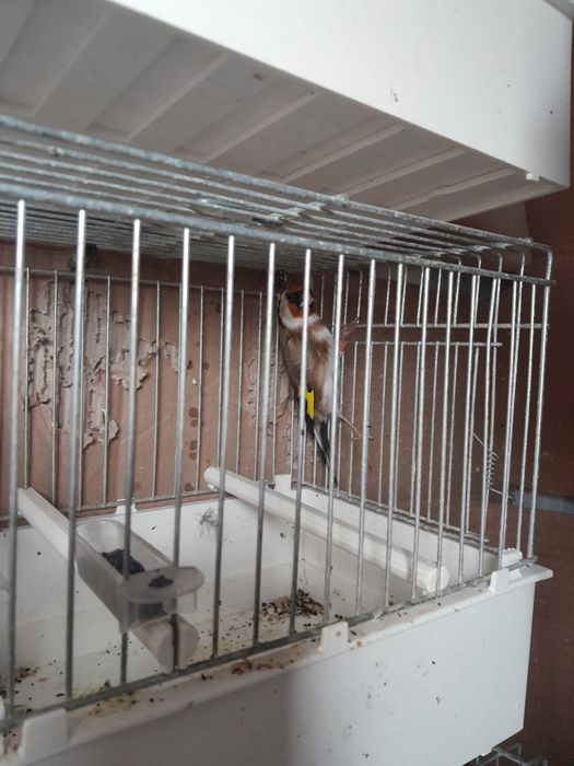 Vinzare canari de cintec