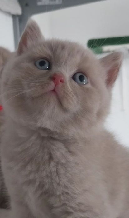 Pisici britisch shorthair