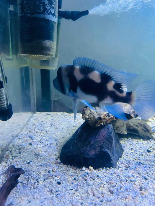 frantoza Black Widow - самец+самка