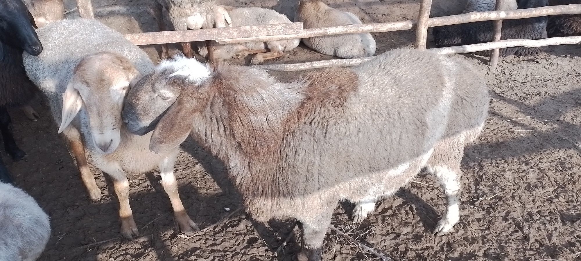 Киргизистон кучкорлари зотга.илтимос бекорчилар безовта  килмасин...