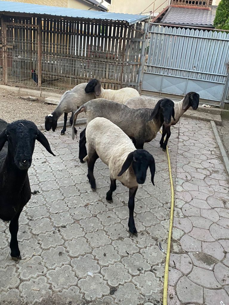 Oi din rasa carabaș sârbesc!