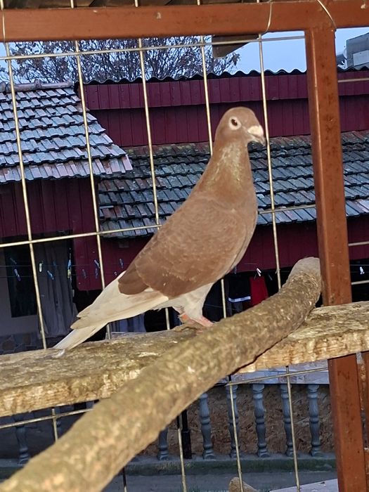 Porumbei roșii de București de vânzare