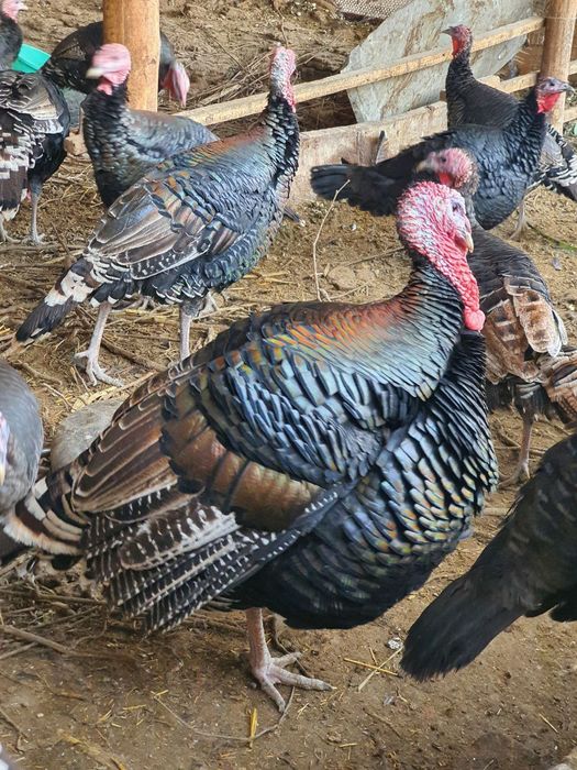 Bronza kurkalar sotiladi