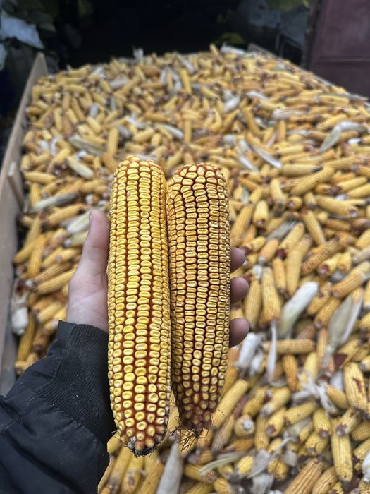 Malai (cucuruz) de vanzare