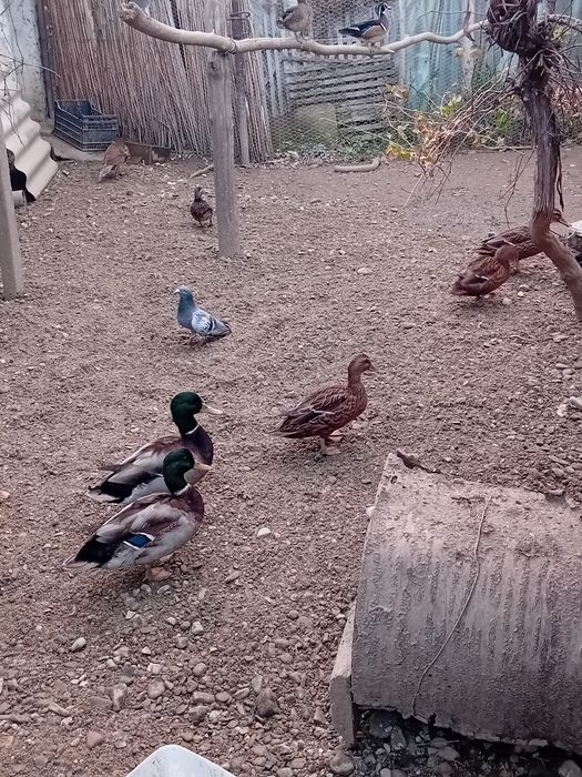 Vând rațe sălbatice