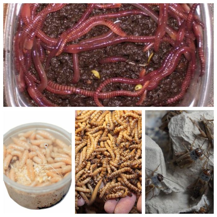 Наживка для рыбалки,живая.Baliq ovlash o'ljasi.