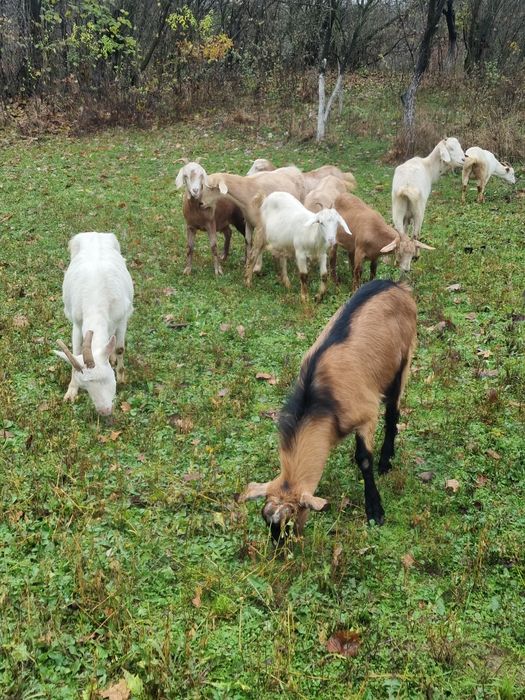Capre de vanzare [ Romanesti si Alpin Francez ]