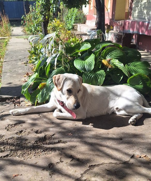 OFERTĂ! Labrador Retriver, baietel, la un pret modest.