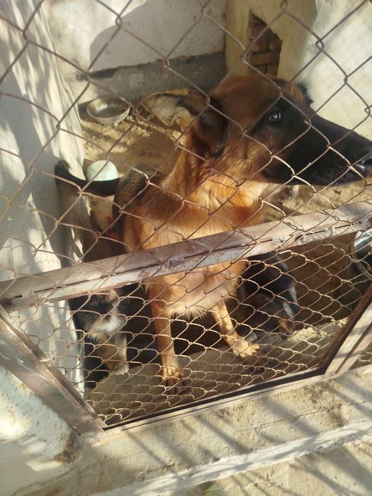 Продаются немецкие щенки